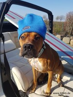 Hund bei Hitze im Auto: Was Halter und Helfer wissen&hellip;