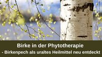 Birke in der Phytotherapie – Birkenpech als uraltes Heilmittel neu&hellip;