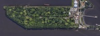Bäume statt Beton im Hamburger Hafen