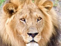 Camping-Safari oder Lodge-Safari in Afrika – Was passt besser zu&hellip;