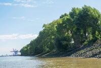 Die Hamburg Port Authority hat eine rechtswidrige Rodung des Elbwaldes&hellip;